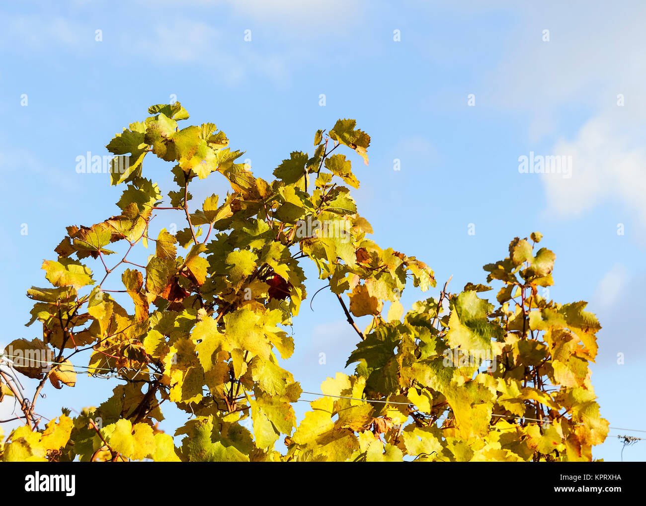 Foliage in the vineyard in autumn with blue sky Stock Photo