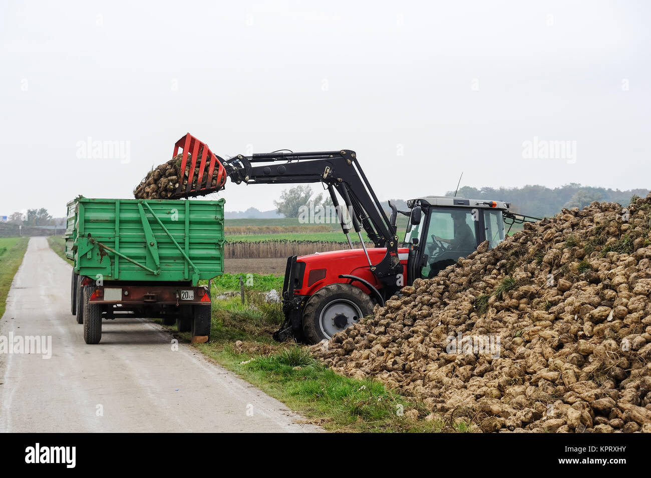 tractor loading sugar beets Stock Photo