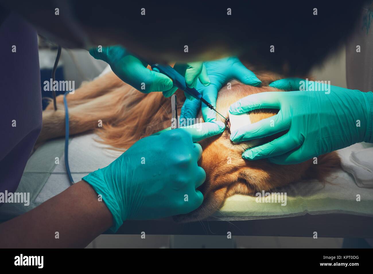 Dog in the animal hospital. Veterinarians during surgery of the golden retriever. Stock Photo