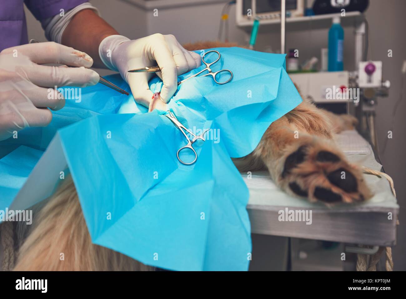 Dog in the animal hospital. Veterinarian during surgery of the golden retriever. Stock Photo