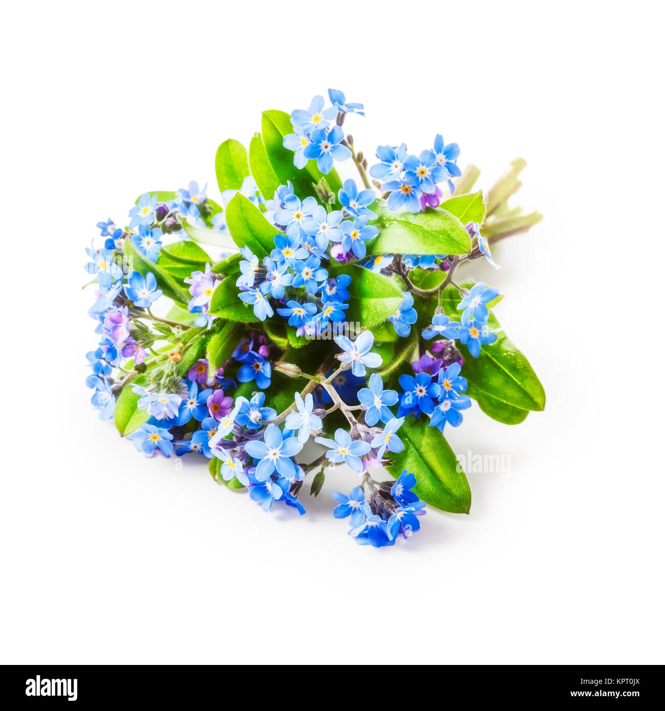 Blue me not flowers bunch isolated on white background clipping path included Stock Photo