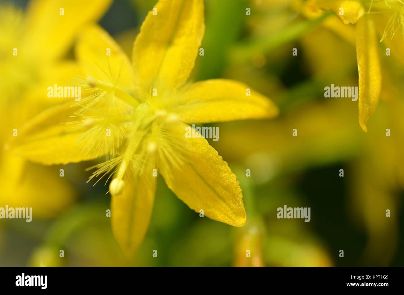 Sout African plant Bulbine natalensis Stock Photo
