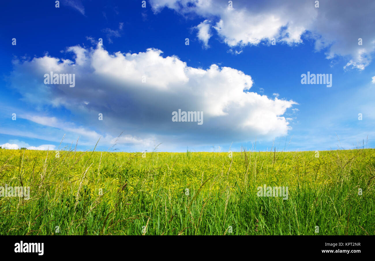 Field of summer grass and bright blue sky Stock Photo - Alamy