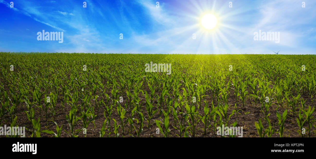 Summer corn field and blue sky with light clouds and sun Stock Photo ...