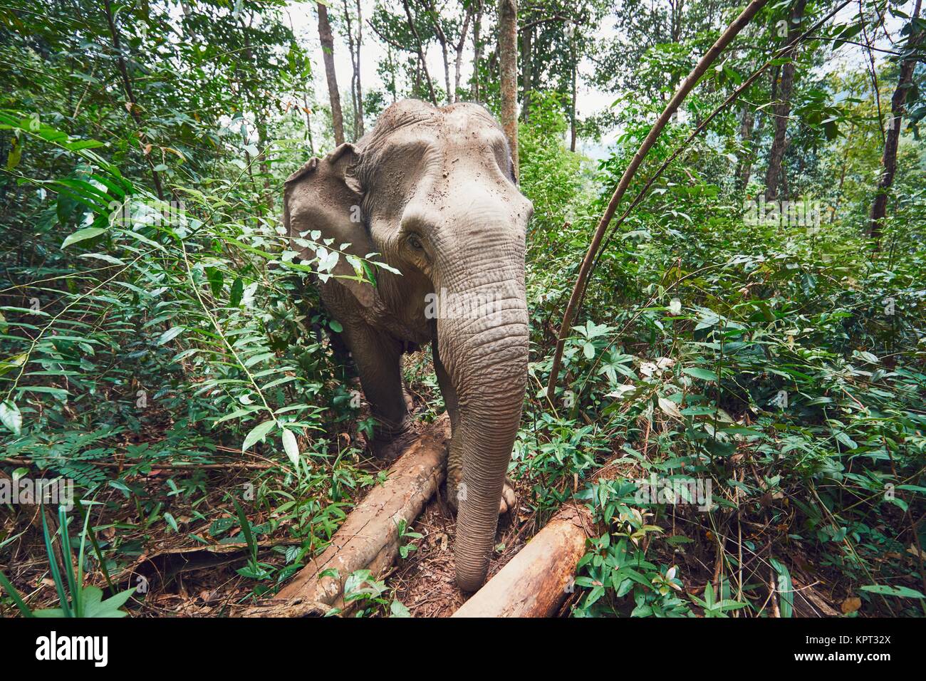 Asian female elephant in tropical rainforest in Chiang Mai Province, Thailand. Stock Photo
