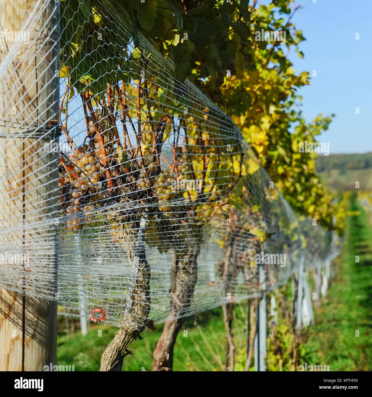 bird netting on the grapes in the vineyard Stock Photo