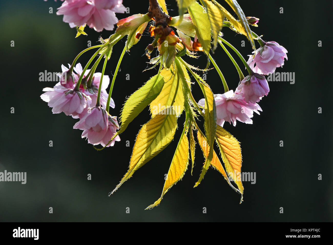 Branch of fresh pink cherry blossom flowers with new buds and young ...