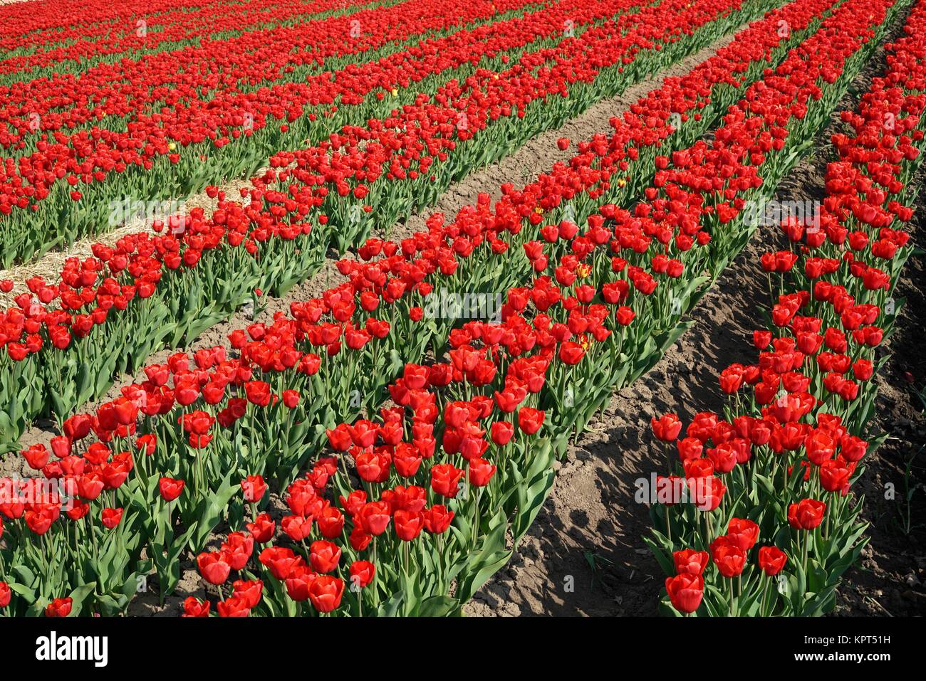 Tulips in a field in spring Stock Photo - Alamy