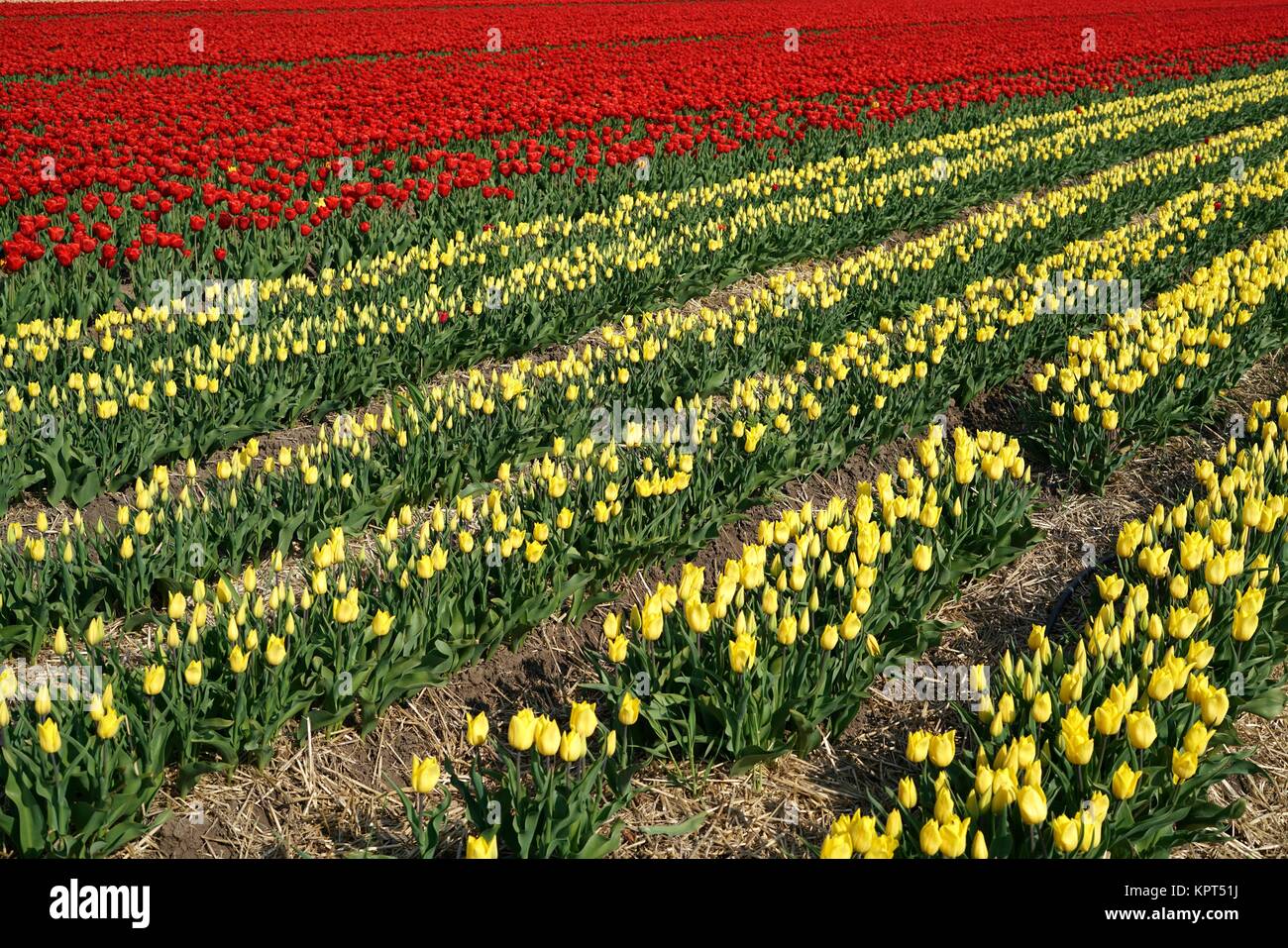 Tulips in a field in spring Stock Photo - Alamy