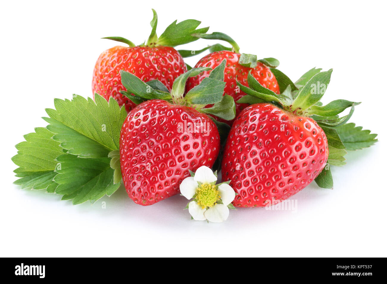 Erdbeere Erdbeeren Beeren Beere Frucht mit Blüten Freisteller freigestellt isoliert vor einem weissen Hintergrund Stock Photo