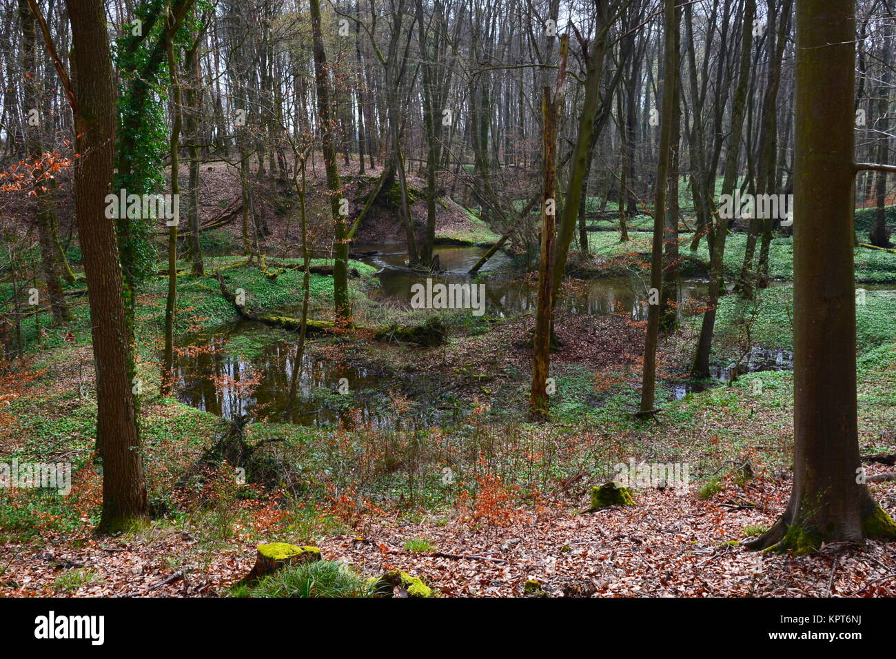 otterbach nature reserve in the bienwald Stock Photo