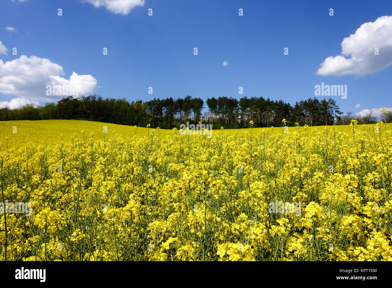 Landschaft mit gelbem Rapsfeld, landwirtschaftlicher Anbau von Rapspflanze Stock Photo