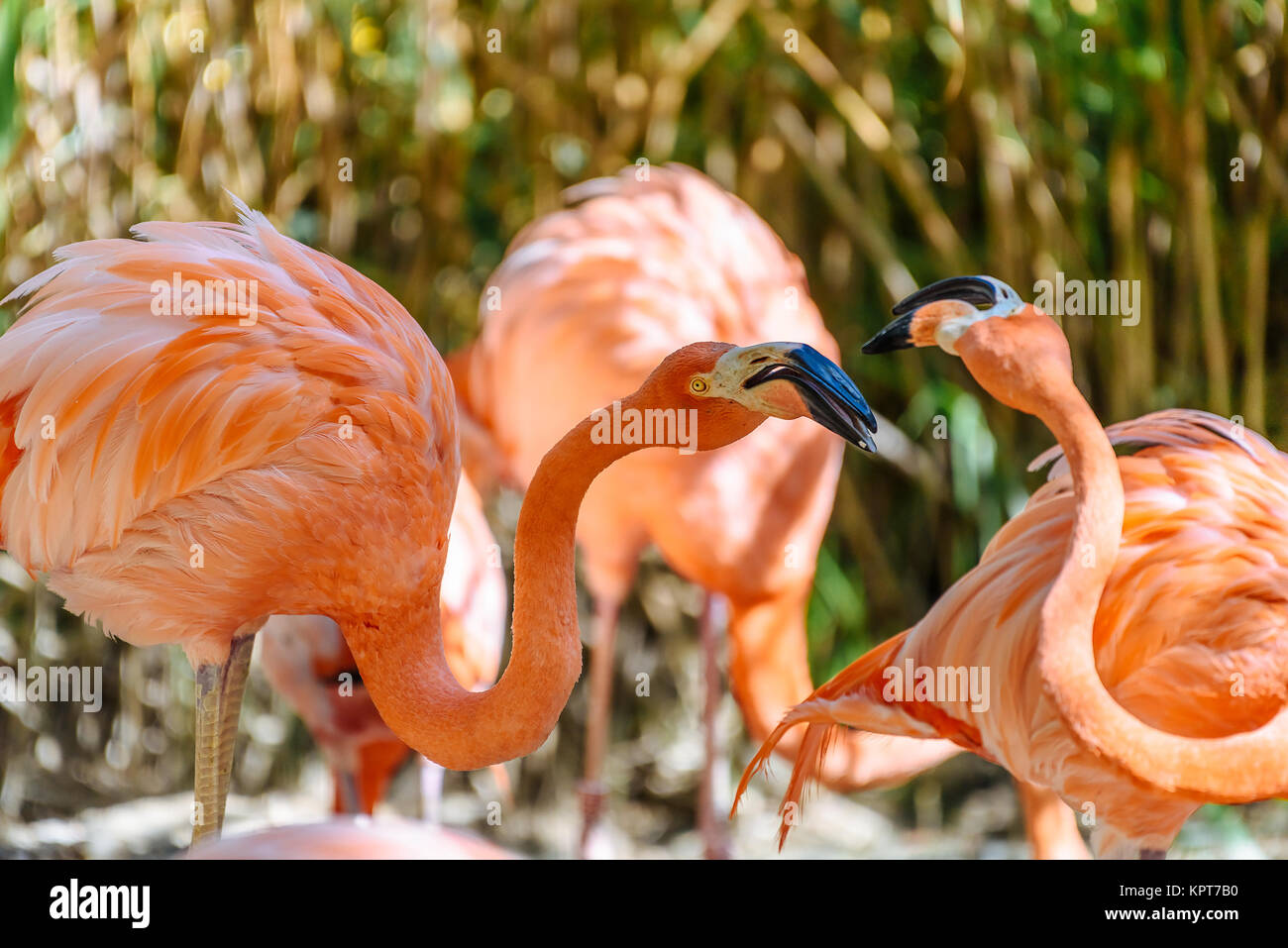 Pink flamingo