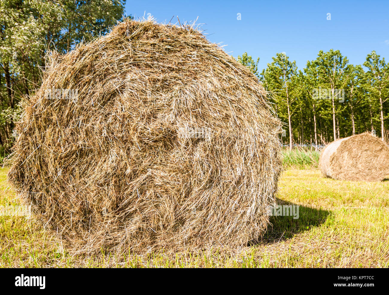 Bale of hay drying in the sun Stock Photo Alamy