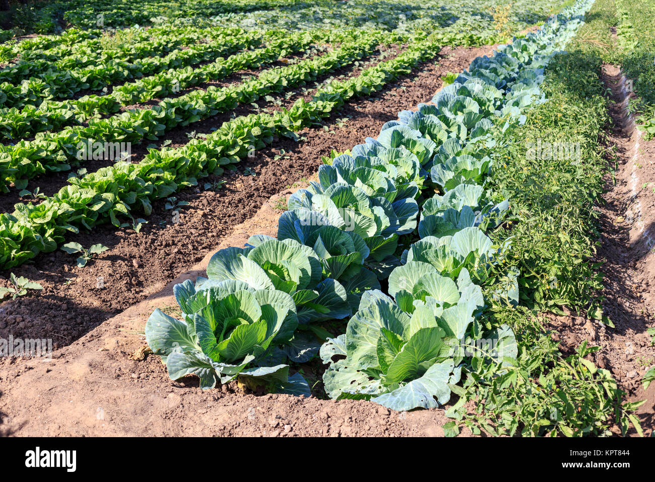 Fresh lettuce and cabbage in farm Stock Photo Alamy