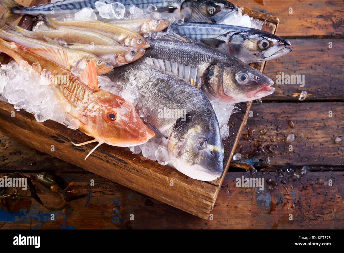 Top down view on multiple fresh raw mackerel and other fish on cutting board surrounded by crushed ice Stock Photo