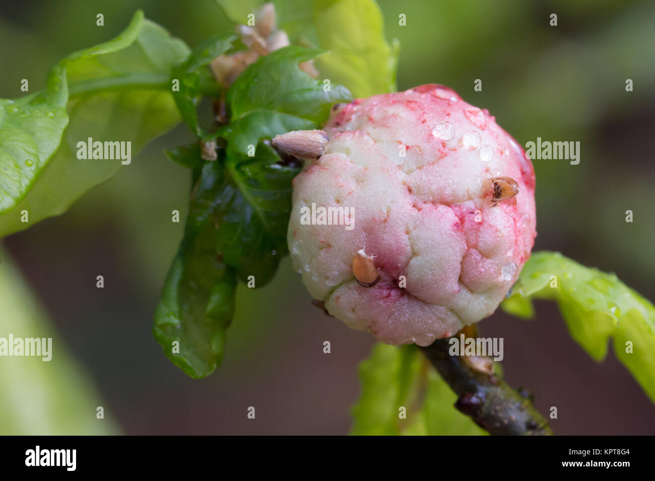 Oak apple gall (Biorhiza pallida Stock Photo Alamy