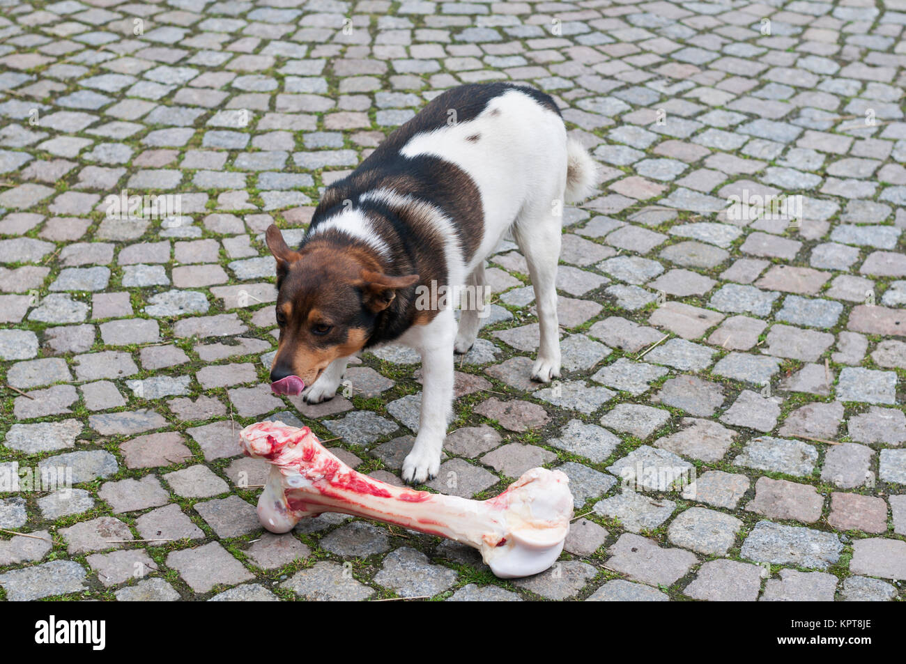 Mischlingshund frisst an einem zu grossen Knochen. Stock Photo