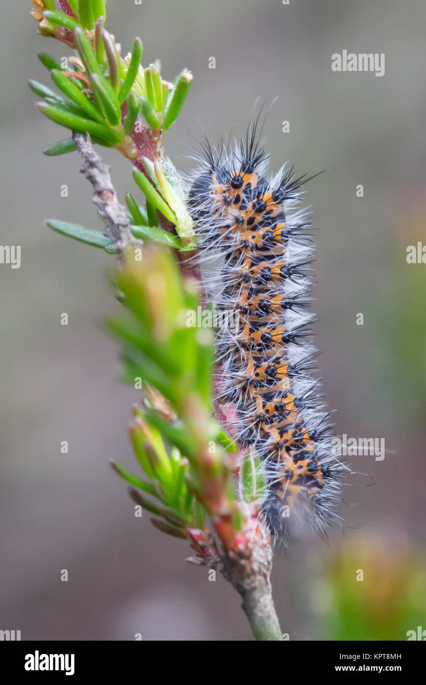 Emperor moth larva (Saturnia pavonia) 3rd instar (?) on bell heather. Surrey, UK. Stock Photo