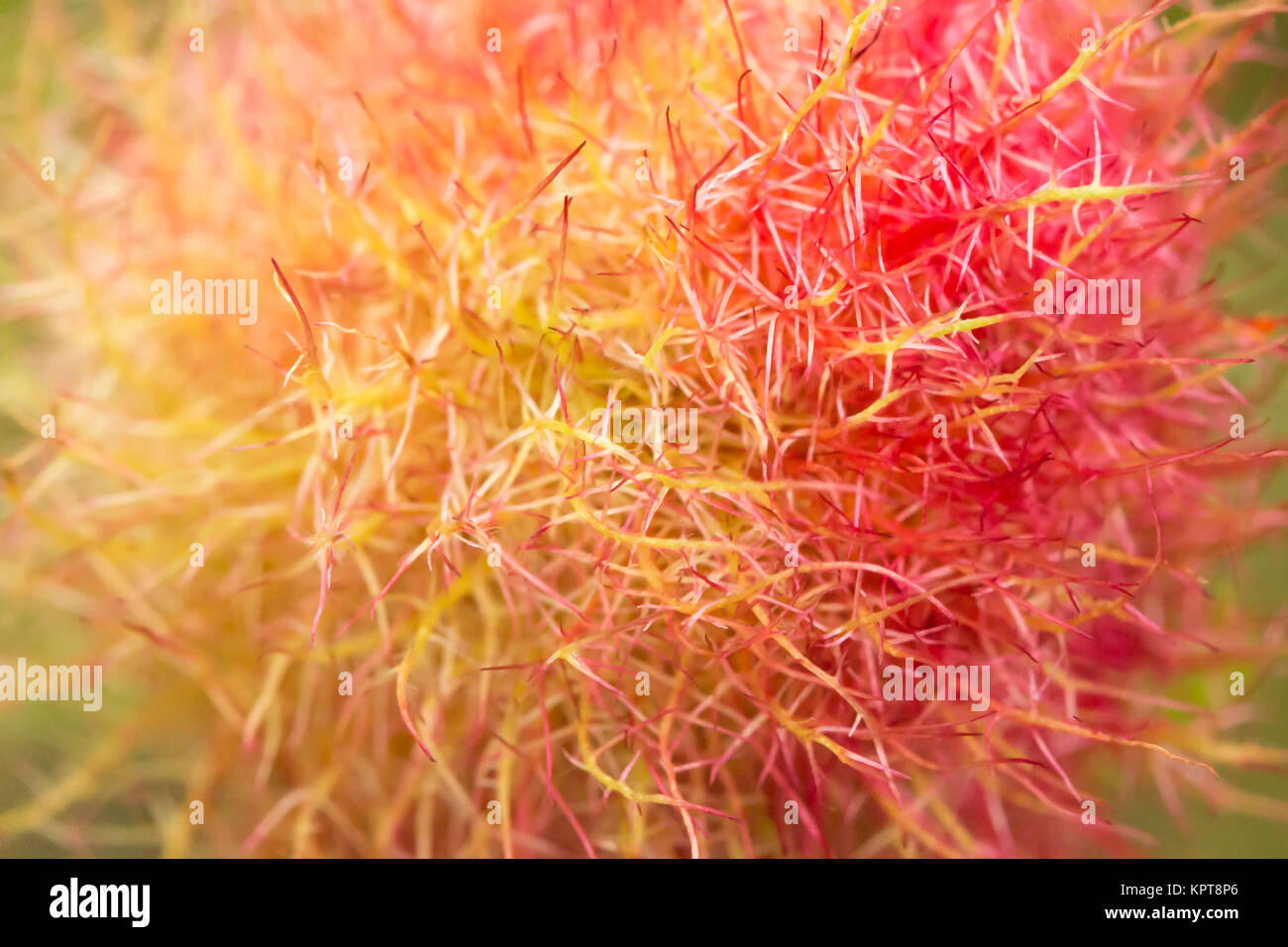 Robin's pincushion gall (Diplolepis rosae). Surrey, UK Stock Photo Alamy