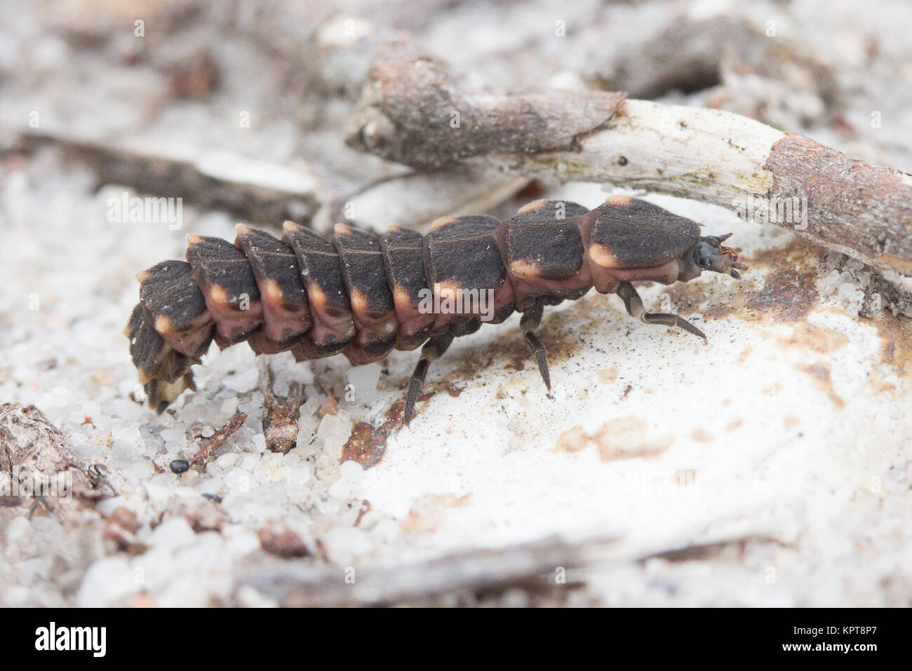 Bog worm hi-res stock photography and images - Alamy