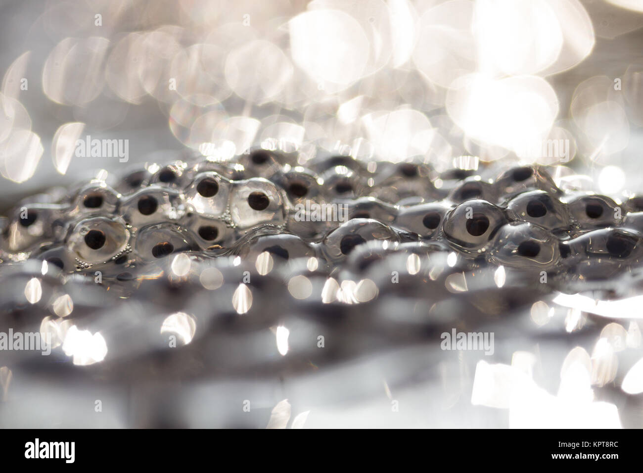 Frog spawn rana temporaria hi-res stock photography and images - Alamy