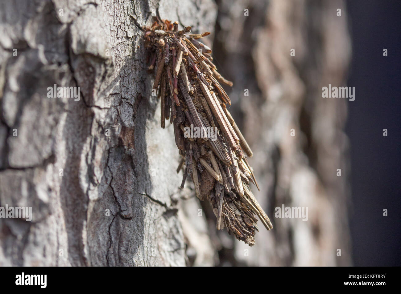 Bagworm (Psychidae) on Scots pine (Pinus sylvestris). Thursley Common, Surrey, UK. Stock Photo