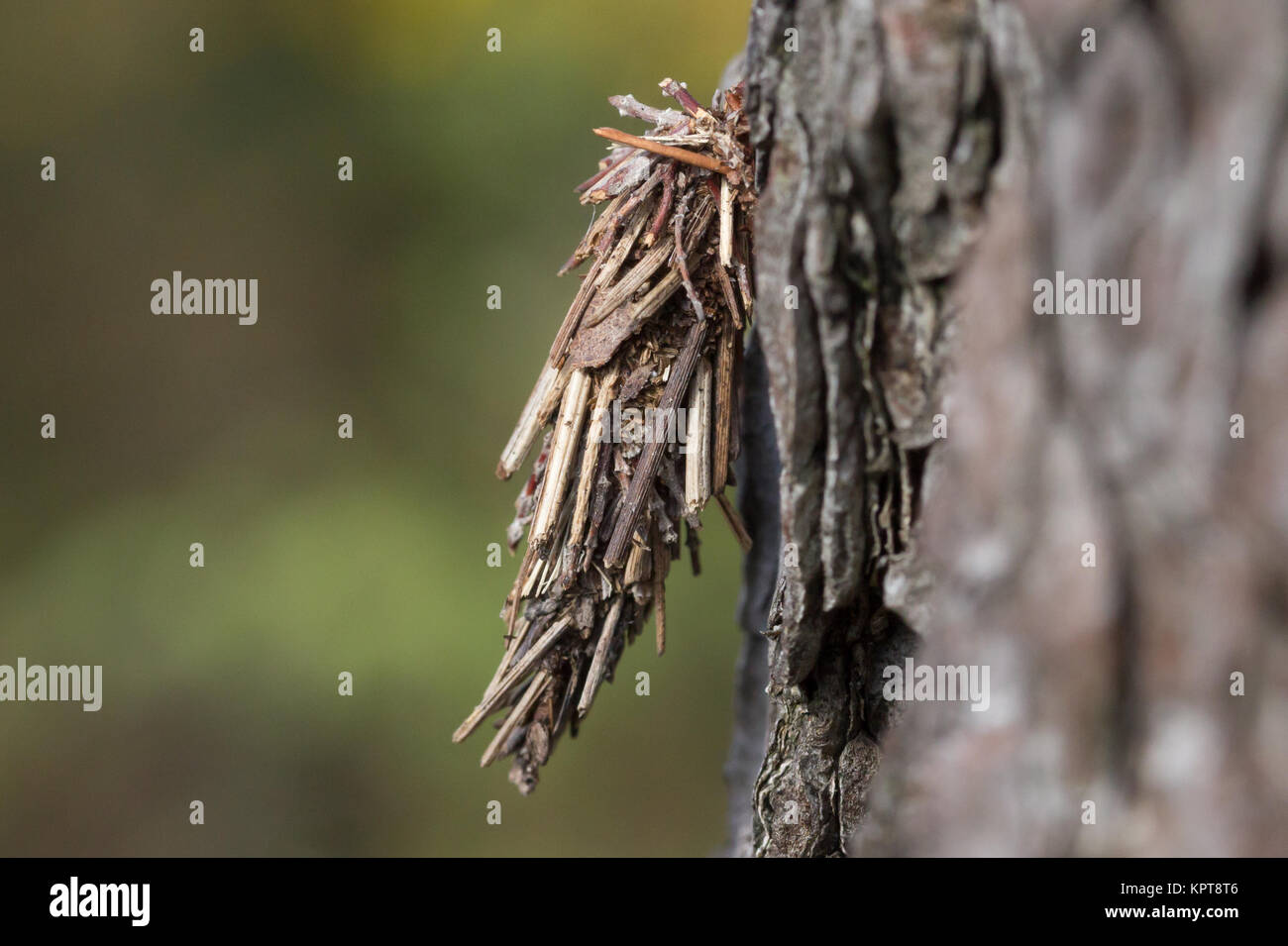 Bagworm (Psychidae). Surrey, UK. Stock Photo