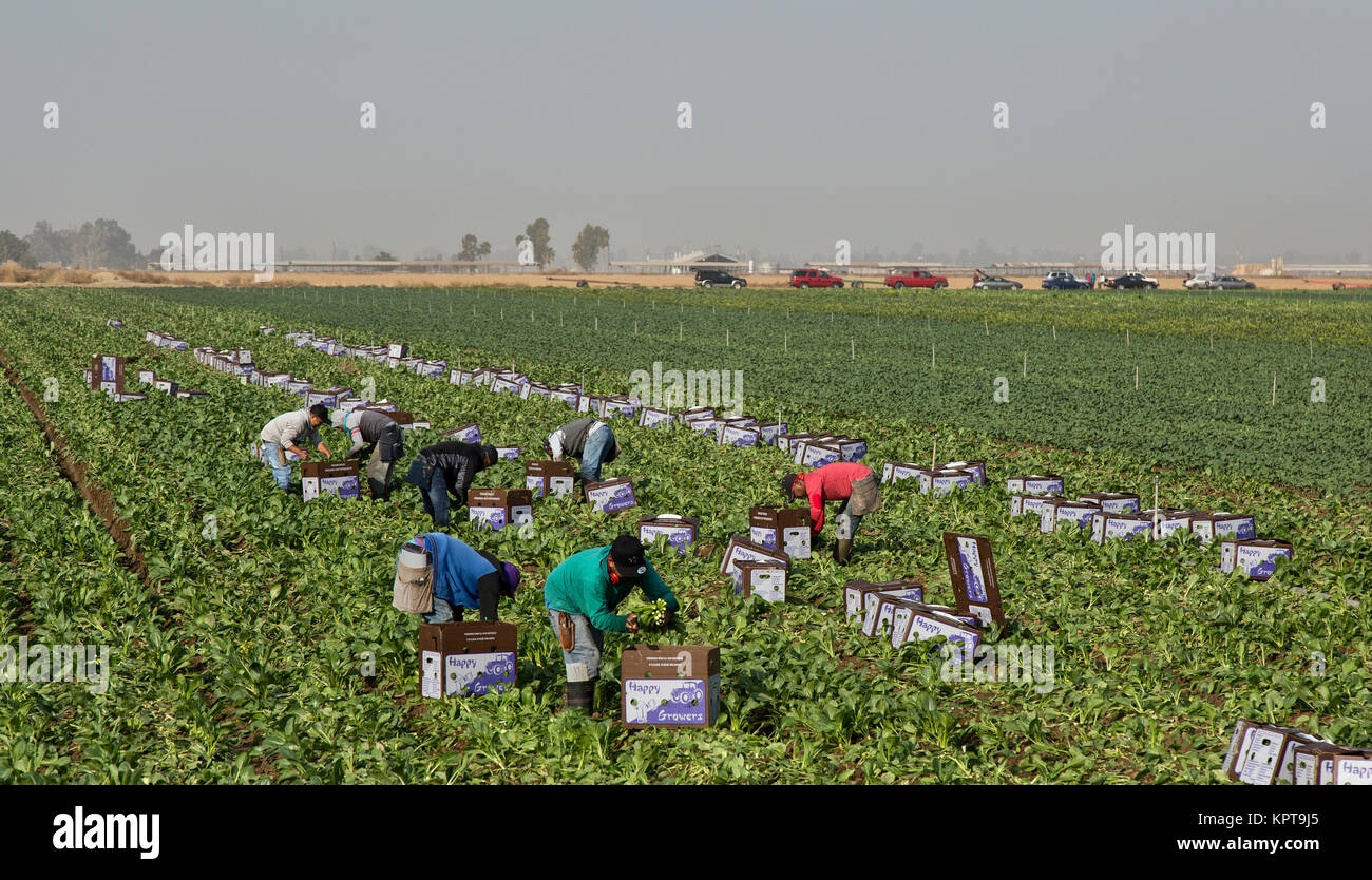 Field workers harvesting Mustard Greens 'Brassica juncea',  leafy crop, commonly known as Chinese, Indian, or Oriental vegetable mustard, Bakersfield, Stock Photo
