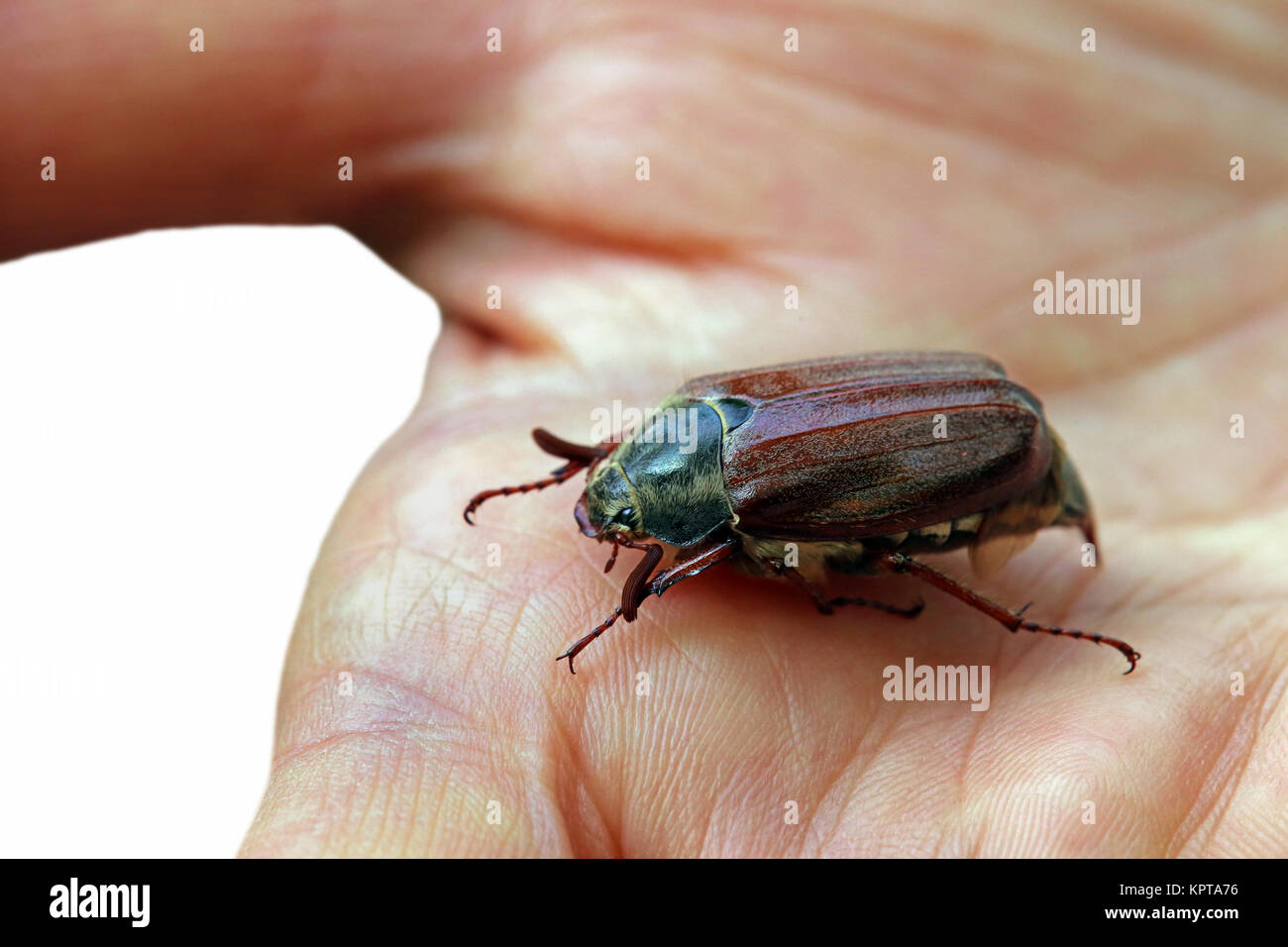 cockchafer on the hand Stock Photo