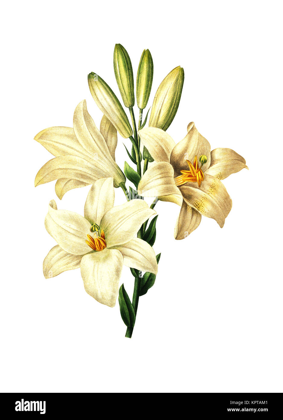 Antique 19th-century illustration of a Lilium candidum, known as the Madonna Lily. Engraving by Pierre-Joseph Redoute. Published in Choix Des Plus Bel Stock Photo