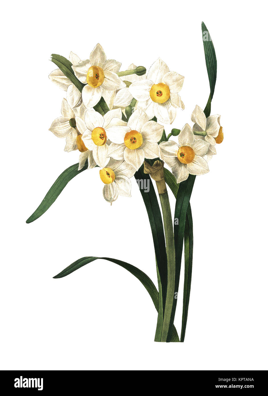 Vintage illustration of a Narcissus tazetta or Paperwhite, Bunch-flowered Narcissus, Chinese Sacred Lily, Joss flower. Engraving by Pierre-Joseph Redo Stock Photo