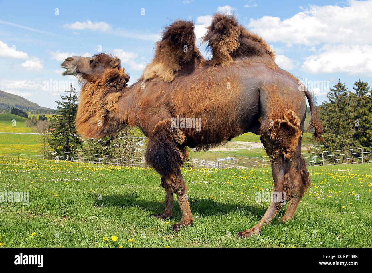 a female trampler,a two-humped camel in bavaria (allgÃ¤u) Stock Photo