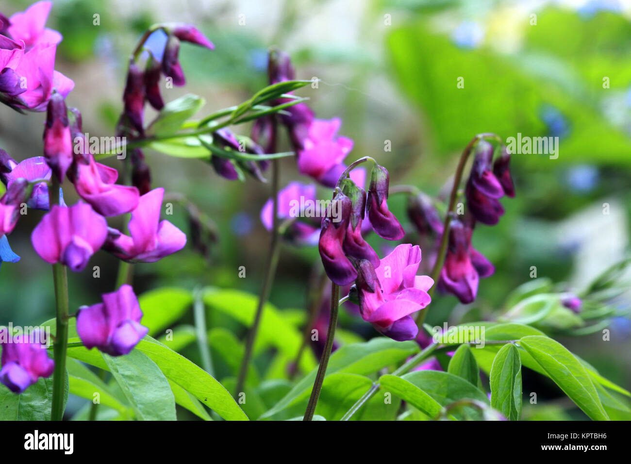 Fruhlingsplatterbse Fruhlings Platterbse Lathyrus Vernus Stock Photo Alamy