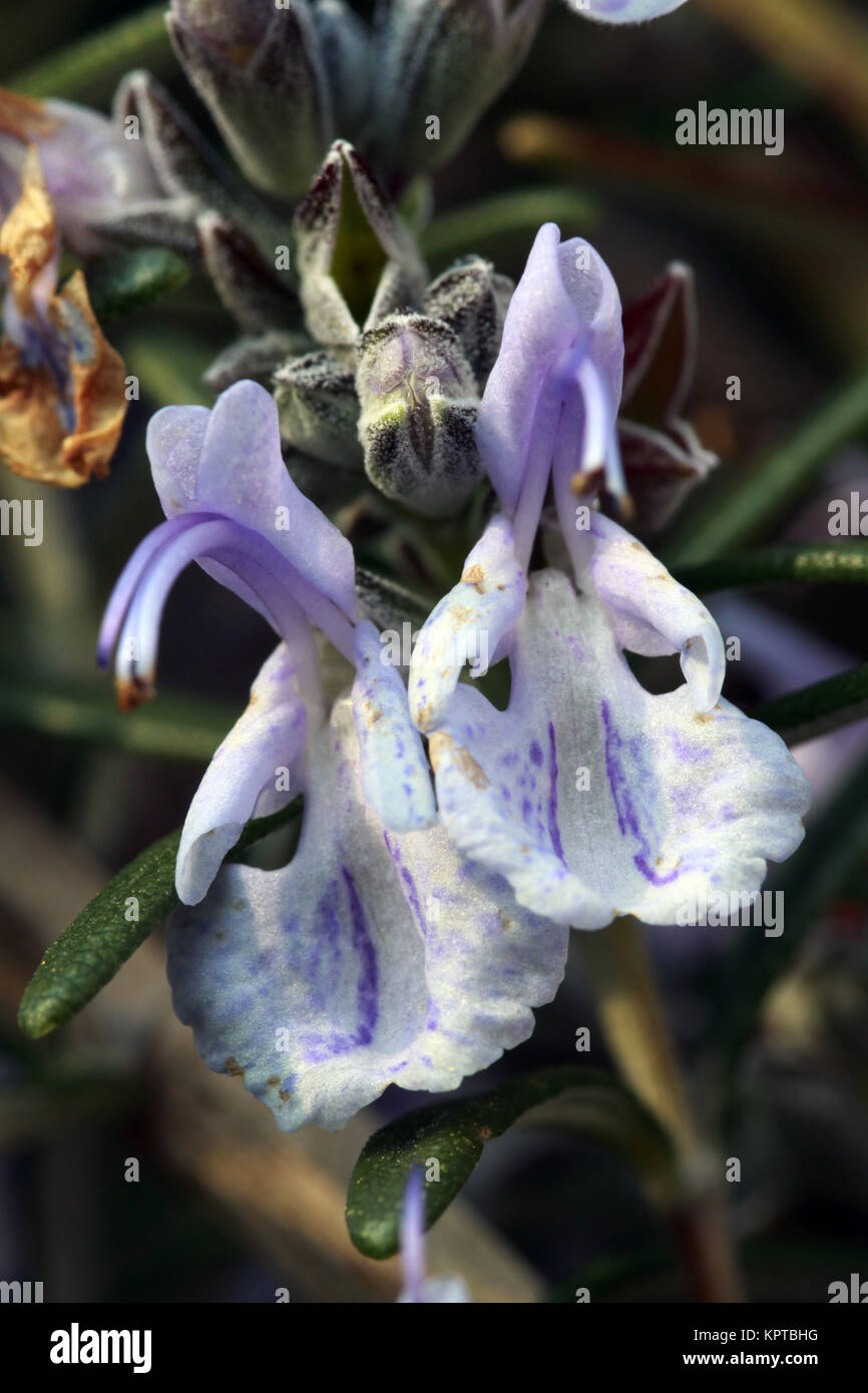 Blüte von Echter Thymian (Thymus vulgaris) Stock Photo