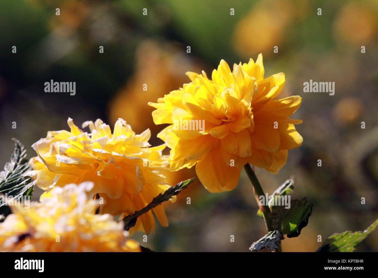 Japanische Kerria (Kerria japonica Pleniflora) Stock Photo