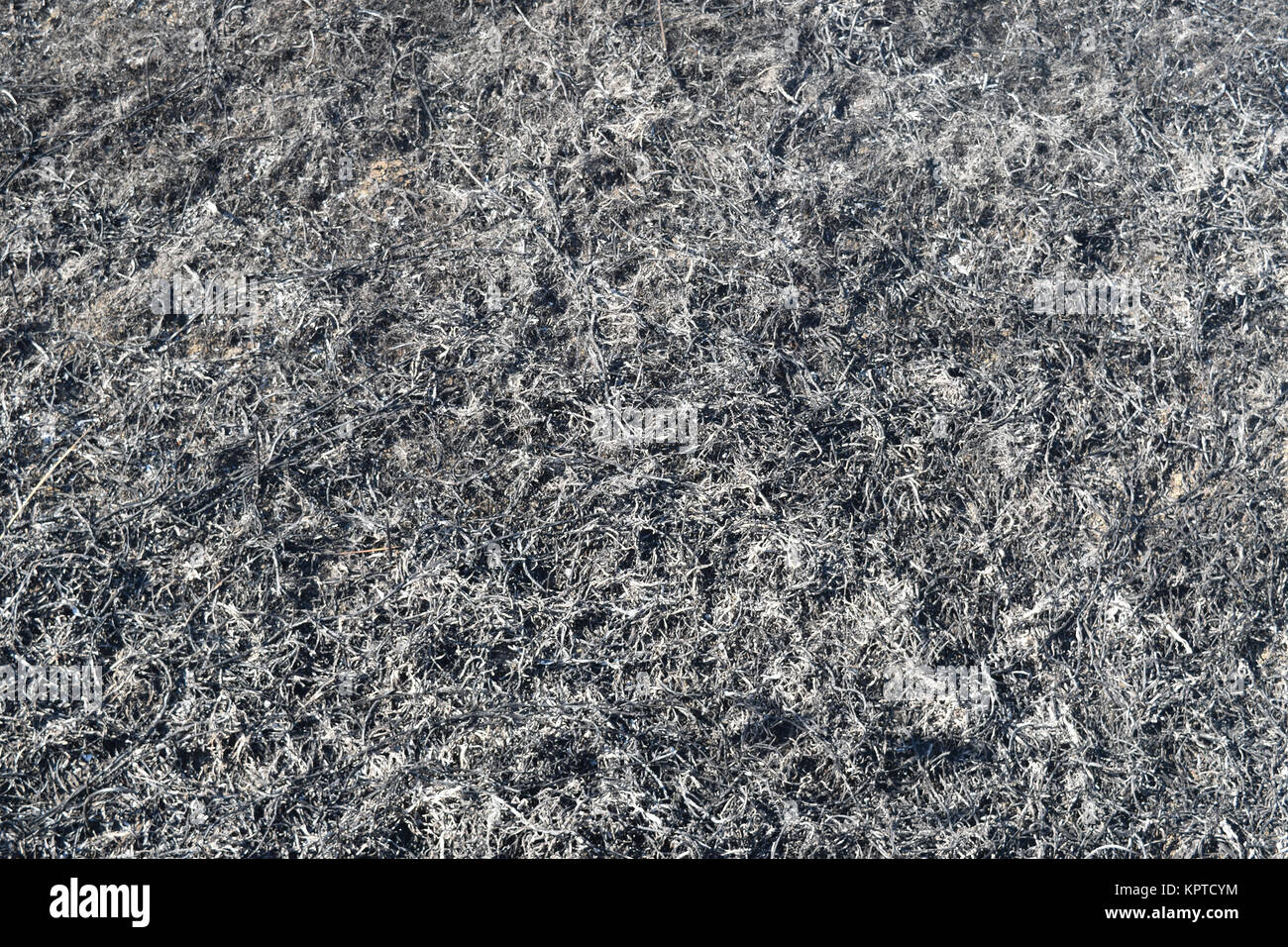 Background from the ashes of the burnt grass. Plant ash on the field