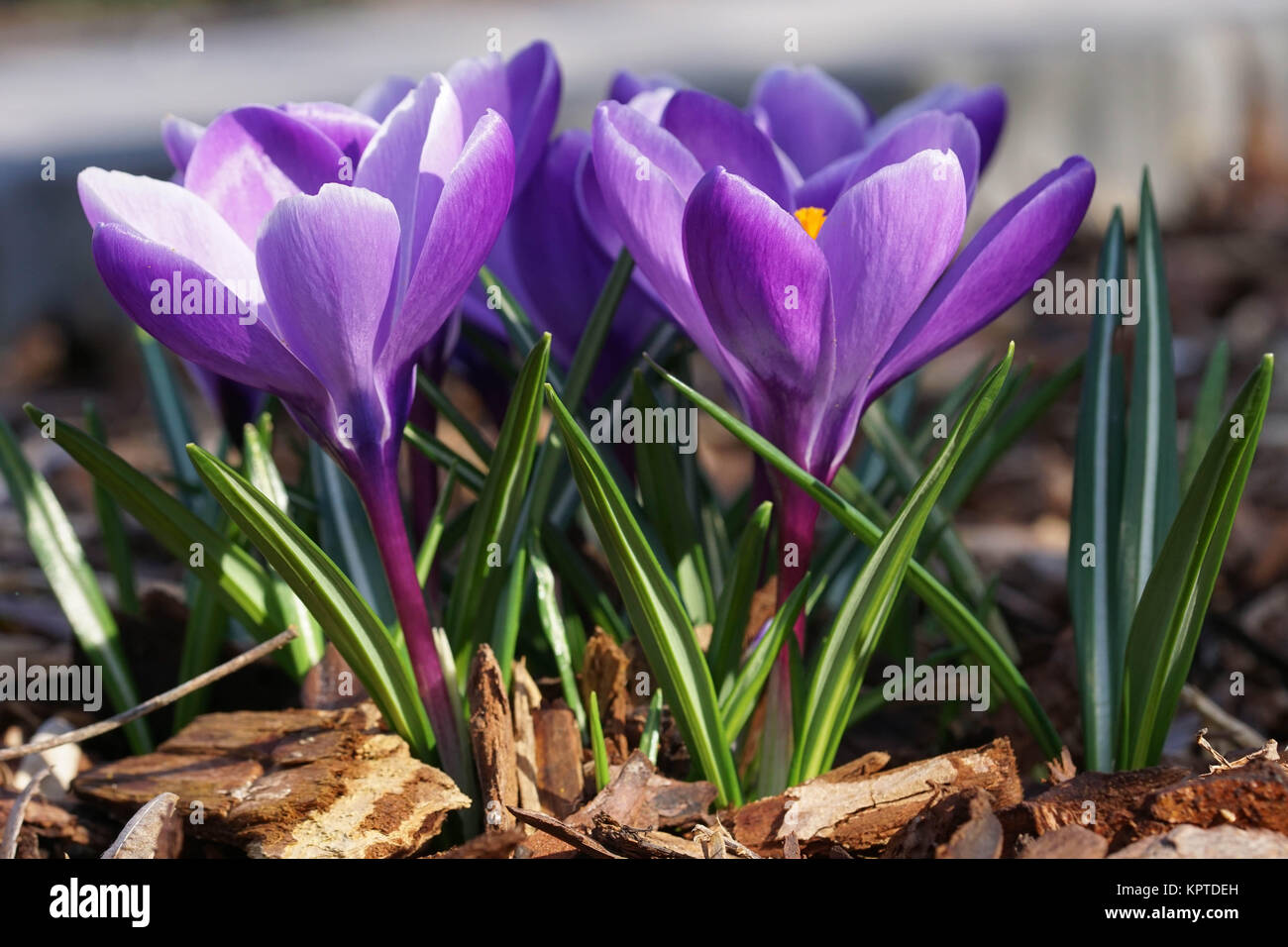 Crocus, flowers of the spring Stock Photo - Alamy
