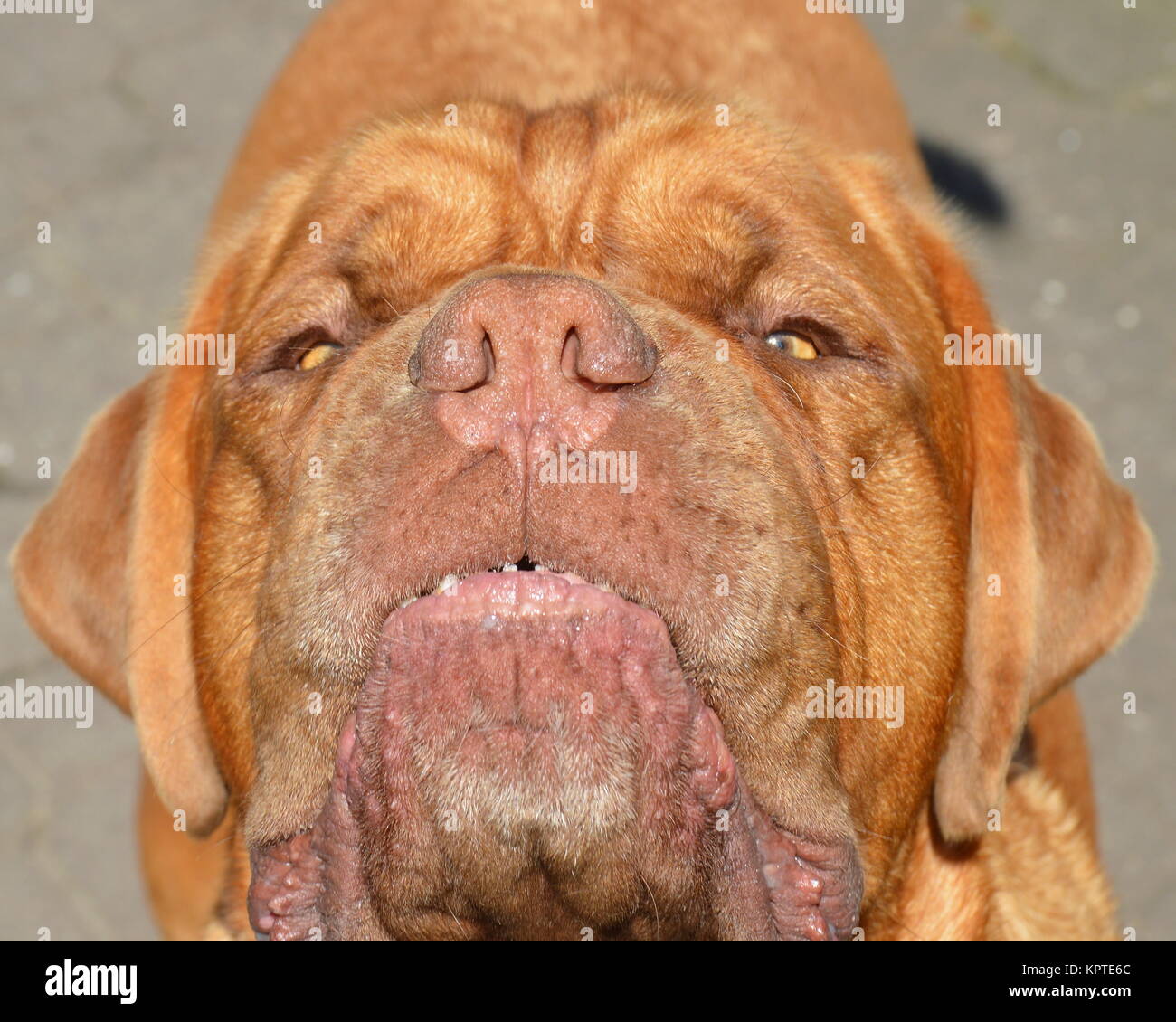 Bordeaux dog Stock Photo