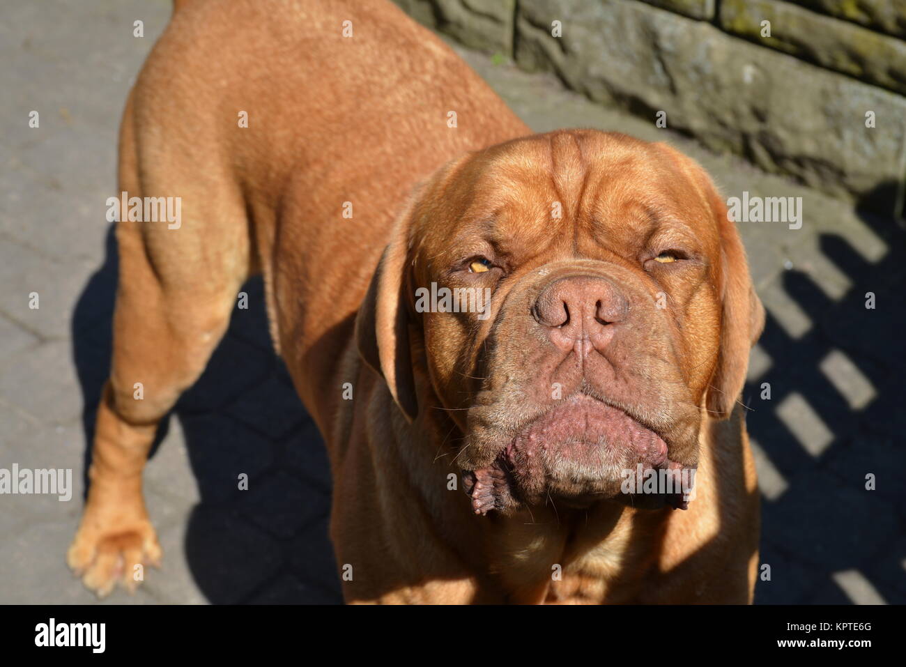 Bordeaux dog Stock Photo