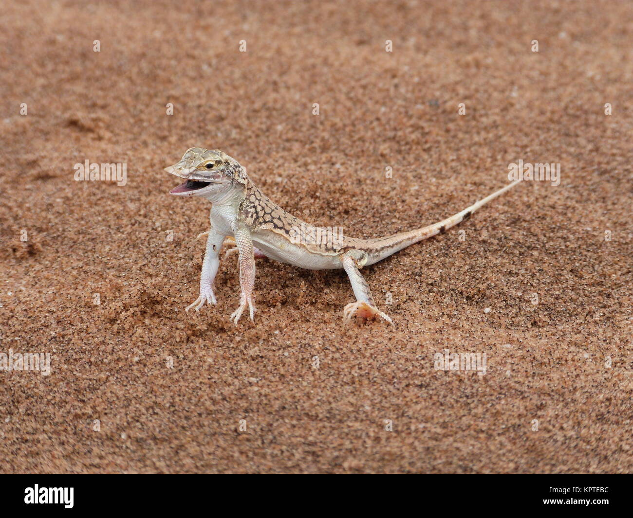 Sand dune lizard hires stock photography and images Alamy