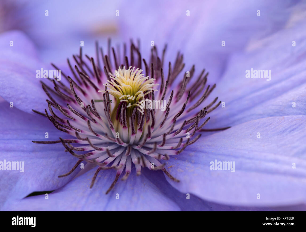 Close up photo of the clematis flower Stock Photo