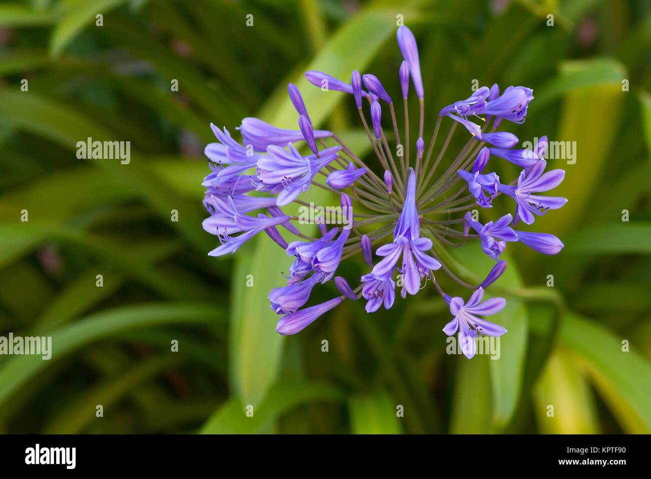 blue ornamental lilies / Blue jewelry lilies Stock Photo