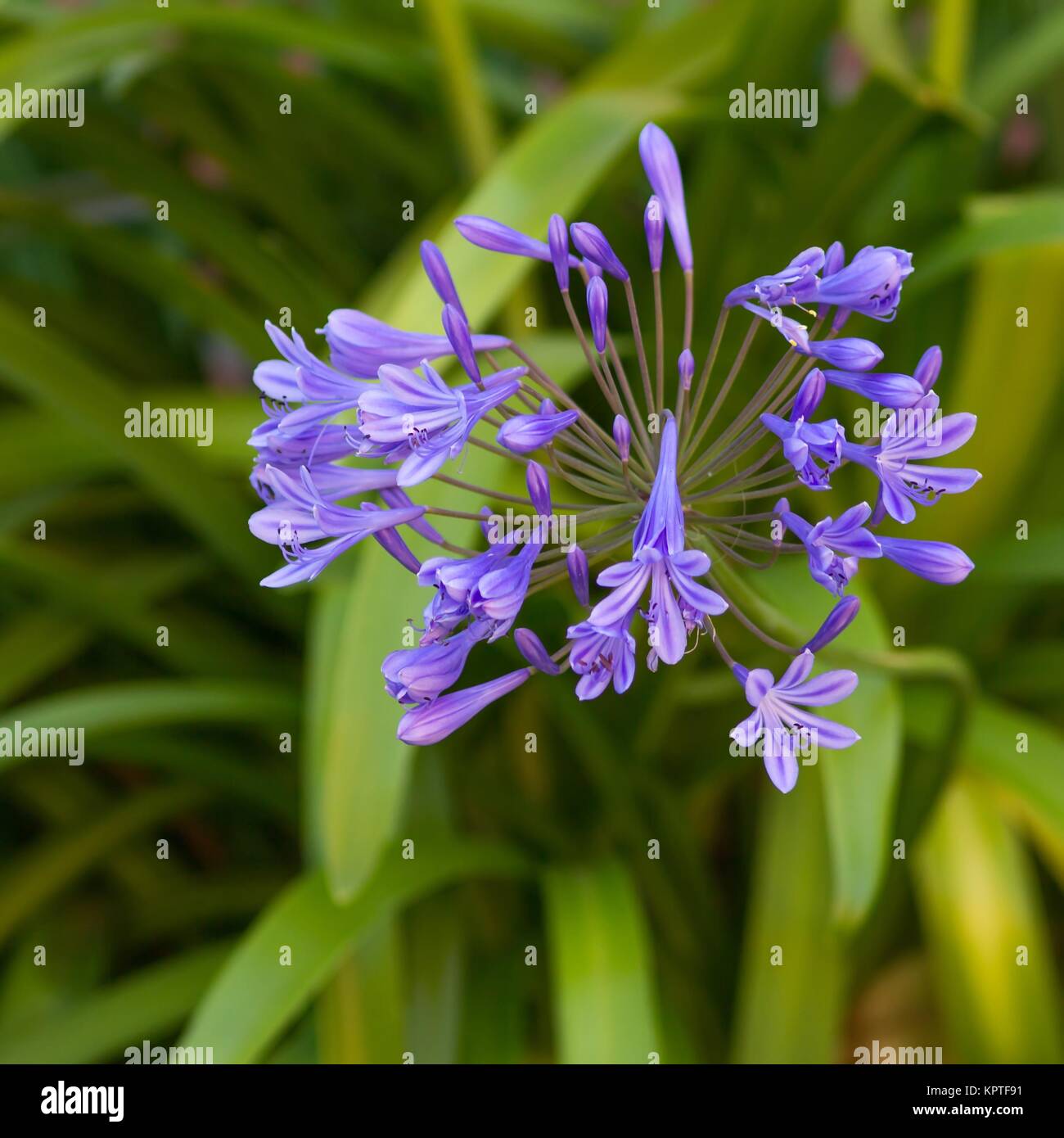 blue ornamental lilies / Blue jewelry lilies Stock Photo