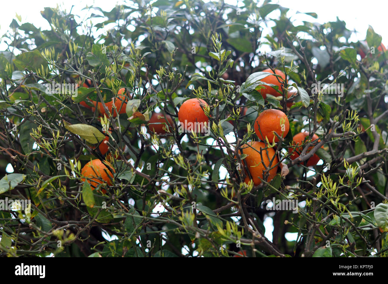 Mandarin tree with some tangerines hanging Stock Photo