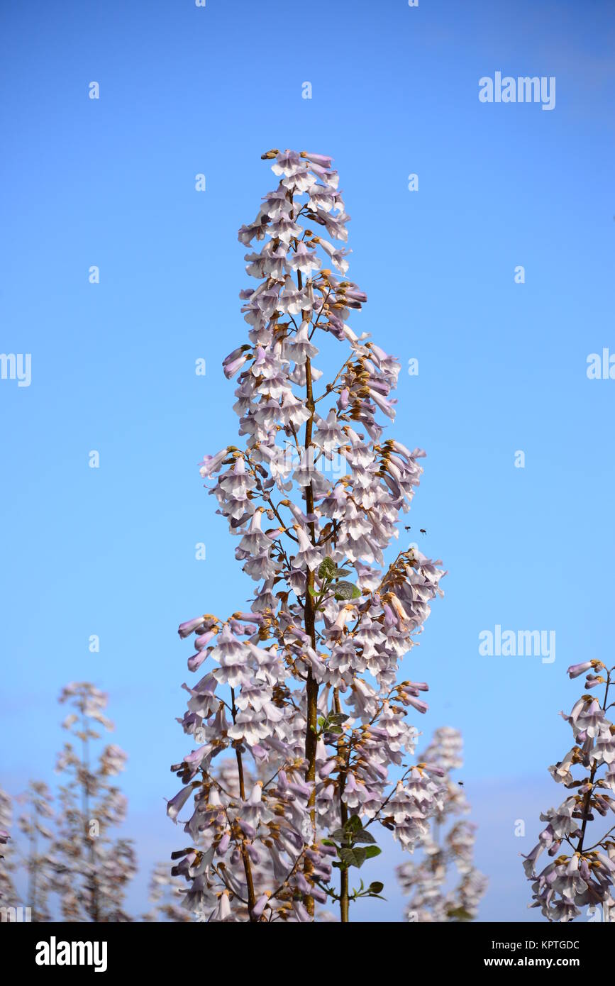 paulownien in spain Stock Photo Alamy