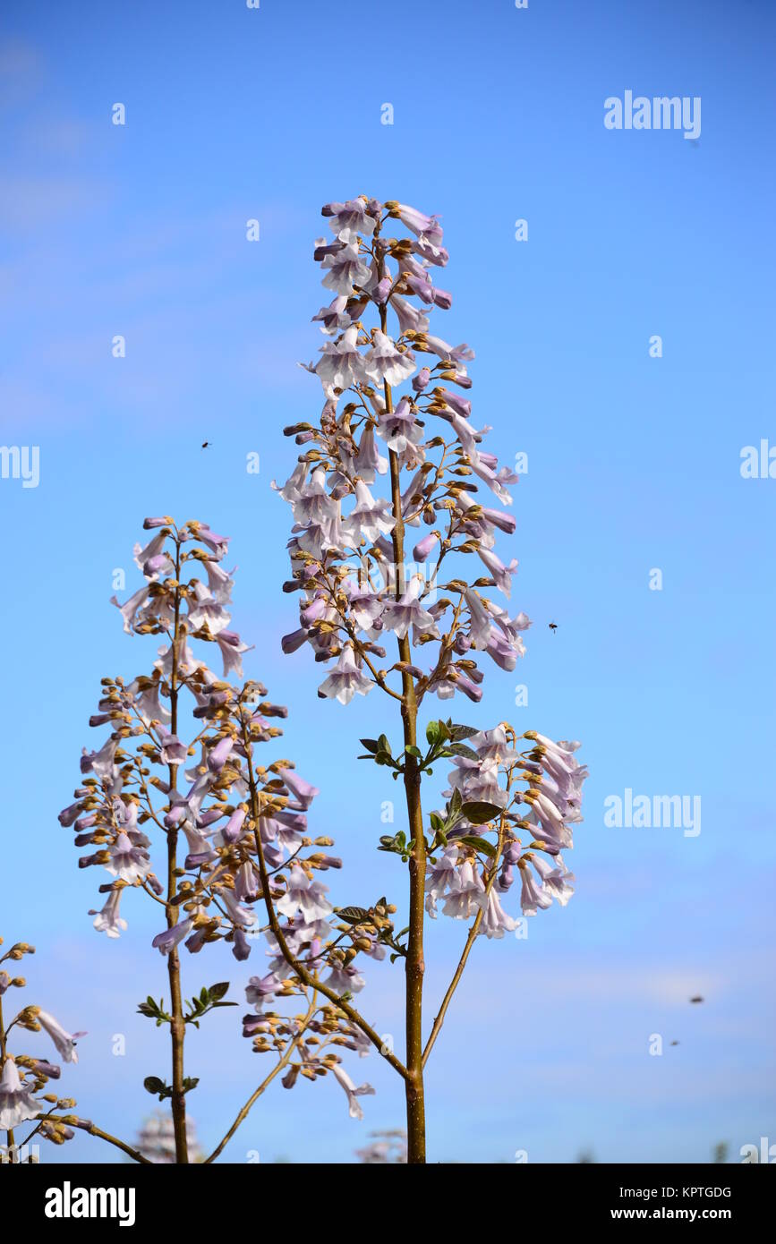 paulownien in spain Stock Photo Alamy