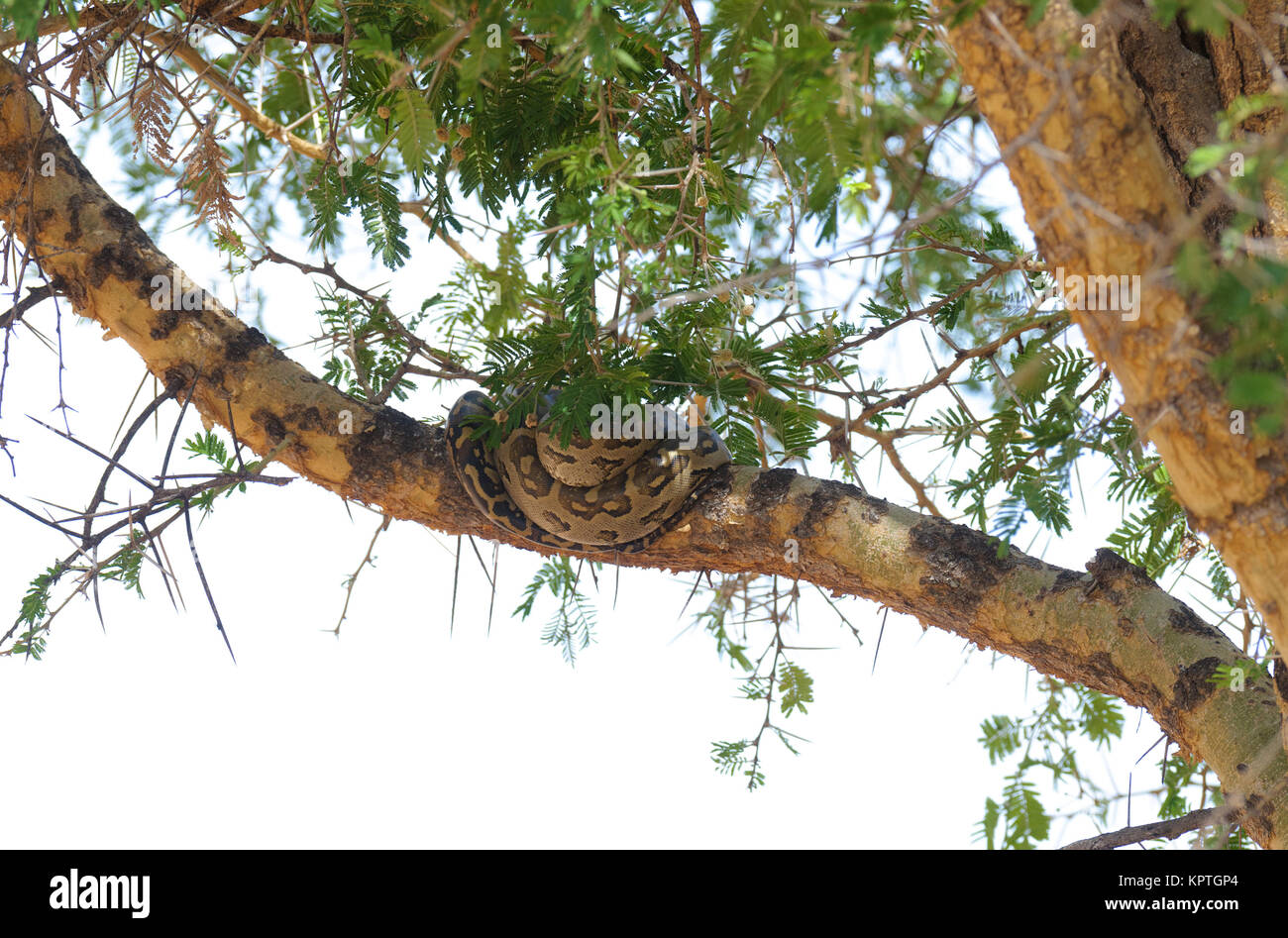 African rock Python (Python sebae) safe up a tree to avoid getting trampled during the migration Stock Photo