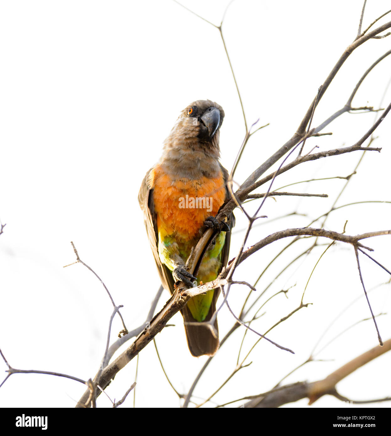Senegal Parrot (Poicephalus senegalus) in Tarangire National Park Stock Photo