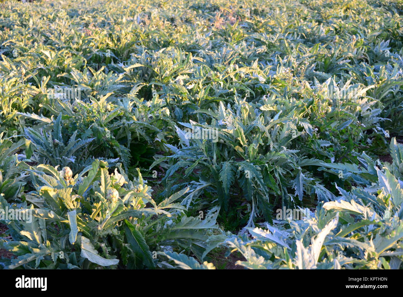 artichokes on the field in spain Stock Photo Alamy